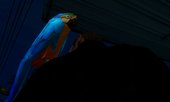 Pet Parrot HD