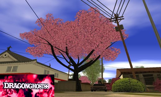Beautiful Sakura Trees