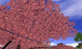 Beautiful Sakura Trees