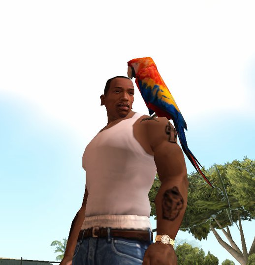 Parrot as a pet for CJ