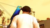 Pet Parrot