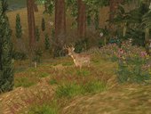 Deer In The Woods