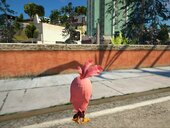 Stella (Angry Birds Movie)