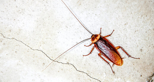 Cockroaches as Graffiti