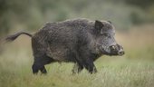 Wild Boar GTA V Style in The Malaise
